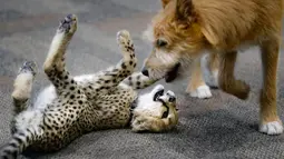 Bayi cheetah bernama Kris dan anak anjing bernama Remus bermain di Kebun Binatang Cincinnati, Ohio, Amerika Serikat, Rabu (9/10/2019). Remus dihadirkan untuk membantu Kris belajar menjadi cheetah. (AP Photo/John Minchillo)