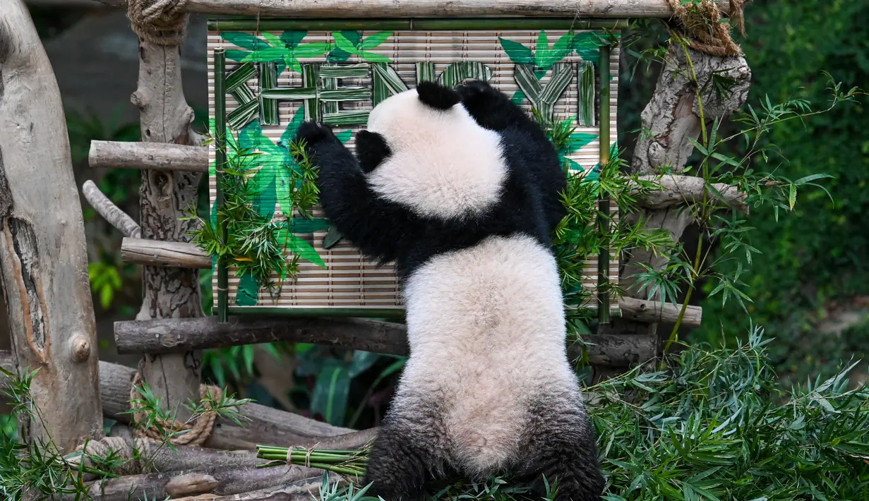 Panda betina Sheng Yi bermain dengan nama resminya di dalam kandang panda di Kebun Binatang Nasional di Kuala Lumpur pada 25 Mei 2022. Sheng Yi yang dilahirkan pada 31 Mei tahun lalu kini berada dalam keadaan sehat dan telah mencapai berat melebihi 27 kilogram. (AFP/Mohd Rasfan)