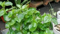 12 Manfaat Daun Sirih Cina dan Penggunaannya untuk Kesehatan