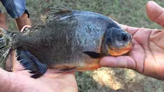Seorang remaja, Kennedy Smith memperlihatkan ikan dengan gigi mirip gigi manusia yang ditangkapnya di kawasan Danau Fort Cobb, Oklahoma, 22 Juli 2018. (Tyler Howser/Oklahoma Department of Wildlife Services via AP)
