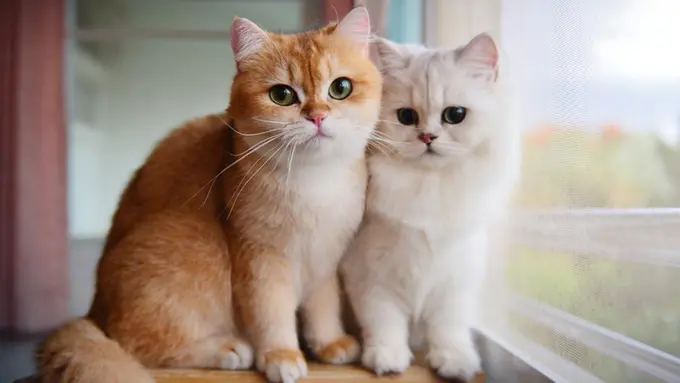 5 Ras Kucing Terpopuler yang Tepat Dijadikan Hewan Peliharaan untuk Para Pemula