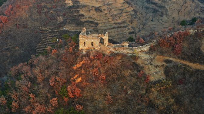 Foto dari udara yang diabadikan pada 4 November 2020 ini menunjukkan pemandangan musim gugur di Tembok Besar seksi Yumuling di Wilayah Qianxi, Provinsi Hebei, China utara. (Xinhua/Yang Shiyao)