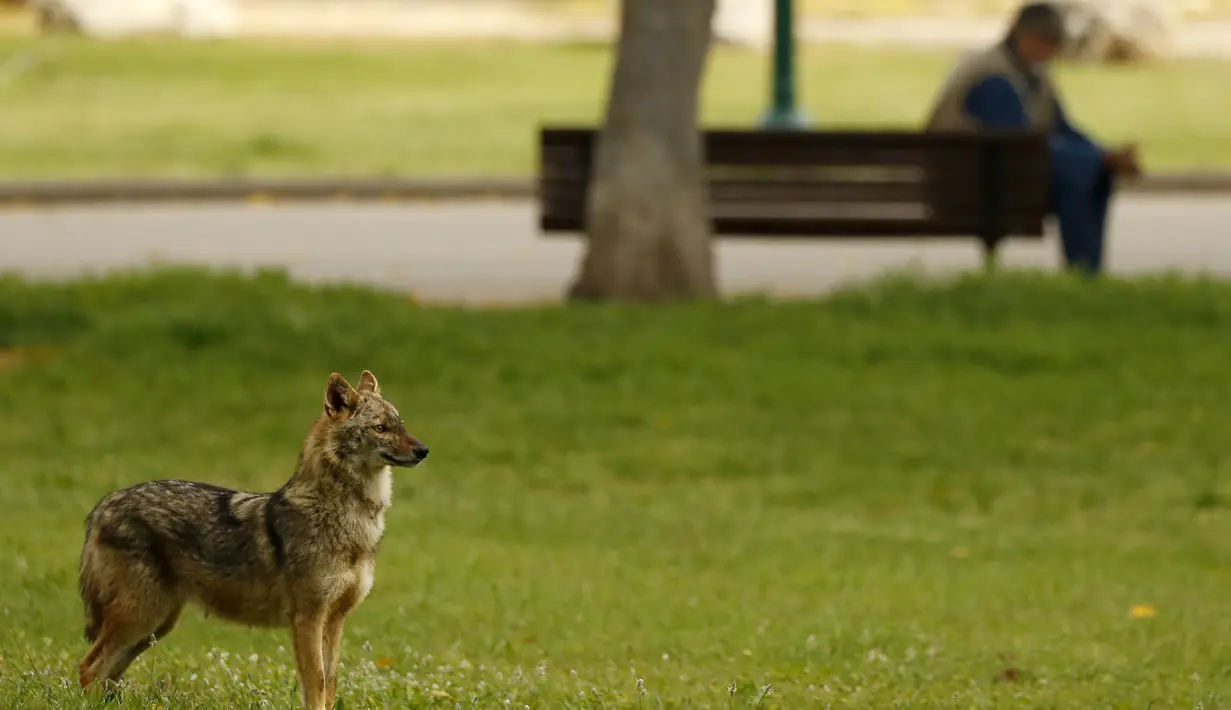 Serigala berdiri di rumput Yarkon Park di kota pesisir Israel, Tel Aviv pada 13 April 2020. Lusinan serigala mengambil alih sebuah taman yang sepi karena penerapan lockdown akibat virus Corona untuk mencari makanan di tempat yang biasanya digunakan olahraga, piknik dan berjemur. (JACK GUEZ/AFP)