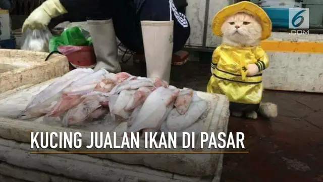 Seekor kucing di Vietnam viral lantaran aksinya yang menggemaskan saat berjualan ikan di pasar.
