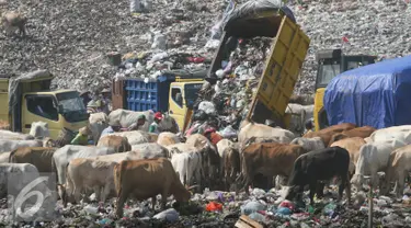 Sejumlah pemulung mengumpulkan sampah bersama dengan puluhan ekor sapi di TPA Piyungan, Yogyakarta, Sabtu (11/6). Sapi di TPA tersebut tidak layak di konsumsi karena memiliki kandungan logam yang tinggi. (Liputan6.com/Boy Harjanto)