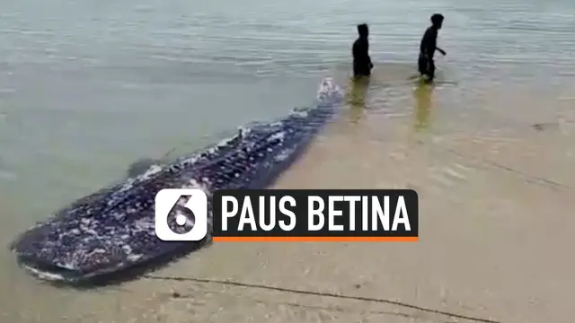 VIDEO: Bangkai Hiu Paus Betina Sepanjang 3,6 Meter Terdampar di Pantai