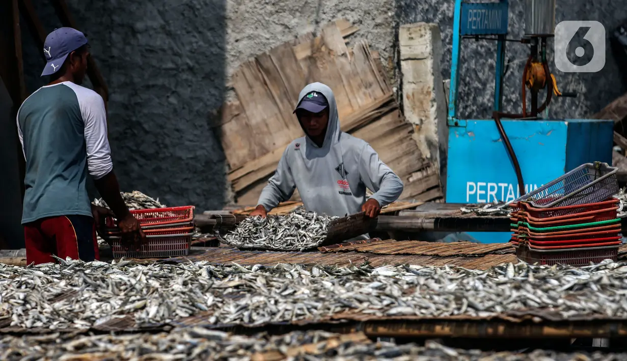 Pekerja menjemur ikan asin di sentra produksi kawasan Kampung Nelayan Muara Angke, Jakarta, Kamis,(17/2/2022). Kementerian Keuangan mengalokasikan anggaran untuk program Pemulihan Ekonomi Nasional (PEN) tahun 2022 sebesar Rp455,62 triliun. (Liputan6.com/Johan Tallo)