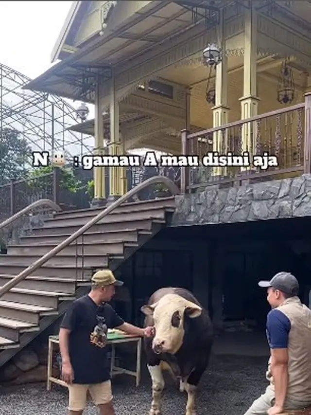 6 Potret Irfan Hakim dengan 4 Sapi Jumbo, Siap untuk Idul Adha
