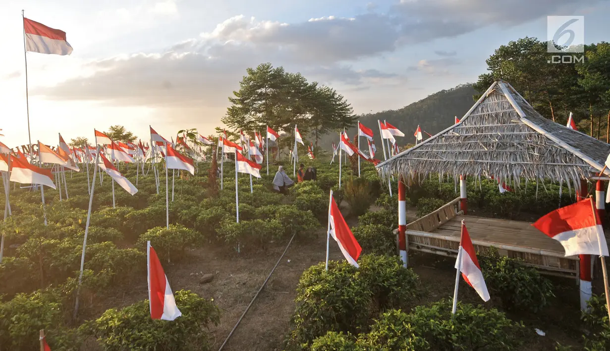 Wisatawan berjalan di antara ribuan bendera Merah Putih di perkebunan teh Kemuning, Karanganyar, Jateng, Sabtu (25/8). 1.970 bendera Merah Putih, diantaranya 17 berukuran sedang, 8 besar, dan 1.945 kecil dikibarkan. (Merdeka.com/Iqbal S. Nugroho)