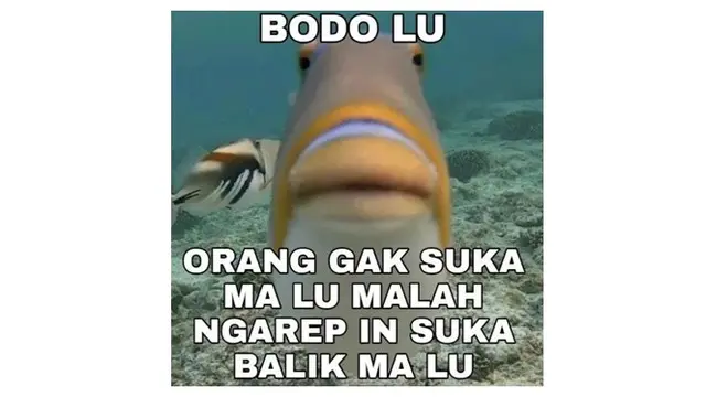 6 Meme Pakai Gambar Hewan Ini Kocak, Bikin Tepuk Jidat