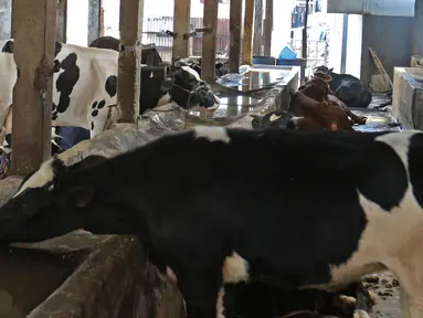 Suasana Peternakan sapi di kawasan Pengadegan, Jakarta, Sabtu (14/11/2020). Kementerian Pertanian bekerja sama dengan Pemprov DKI melalui Dinas Ketahanan Pangan, Kelautan dan Pertanian DKI Jakarta (KPKP), untuk meningkatkan produksi ternak sapi dan kerbau dalam negeri. (Liputan6.com/Herman Zakharia)