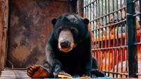 Beruang masuk rumah di Indragiri Hulu yang diserahkan warga ke BBKSDA Riau. (Liputan6.com/Dok BBKSDA Riau)