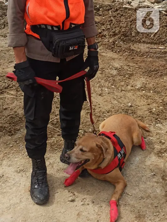 Anjing polisi K-9 duduk di tanah sebelum melakukan pencarian korban gempa di bangunan Rumah Sakit Mitra Manakarra yang runtuh di Mamuju, Minggu (17/1/2021). Polri mengerahkan enam ekor K-9 untuk membantu menangani dampak gempa bumi di Majene dan Mamuju, Sulawesi Barat (Liputan6.com/Abdul Rajab Umar)
