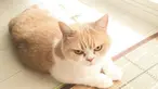 Masih ingat dengan kucing Tadar Sauce yang dijuluki The Grumpy Cat? Kucing lucu itu kini punya saingan bernama Koyuki. (instagram.com/marugaodesuyo)