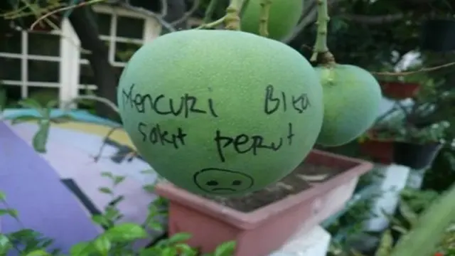 6 Tulisan di Mangga Ini Nyeleneh Banget, Kocak