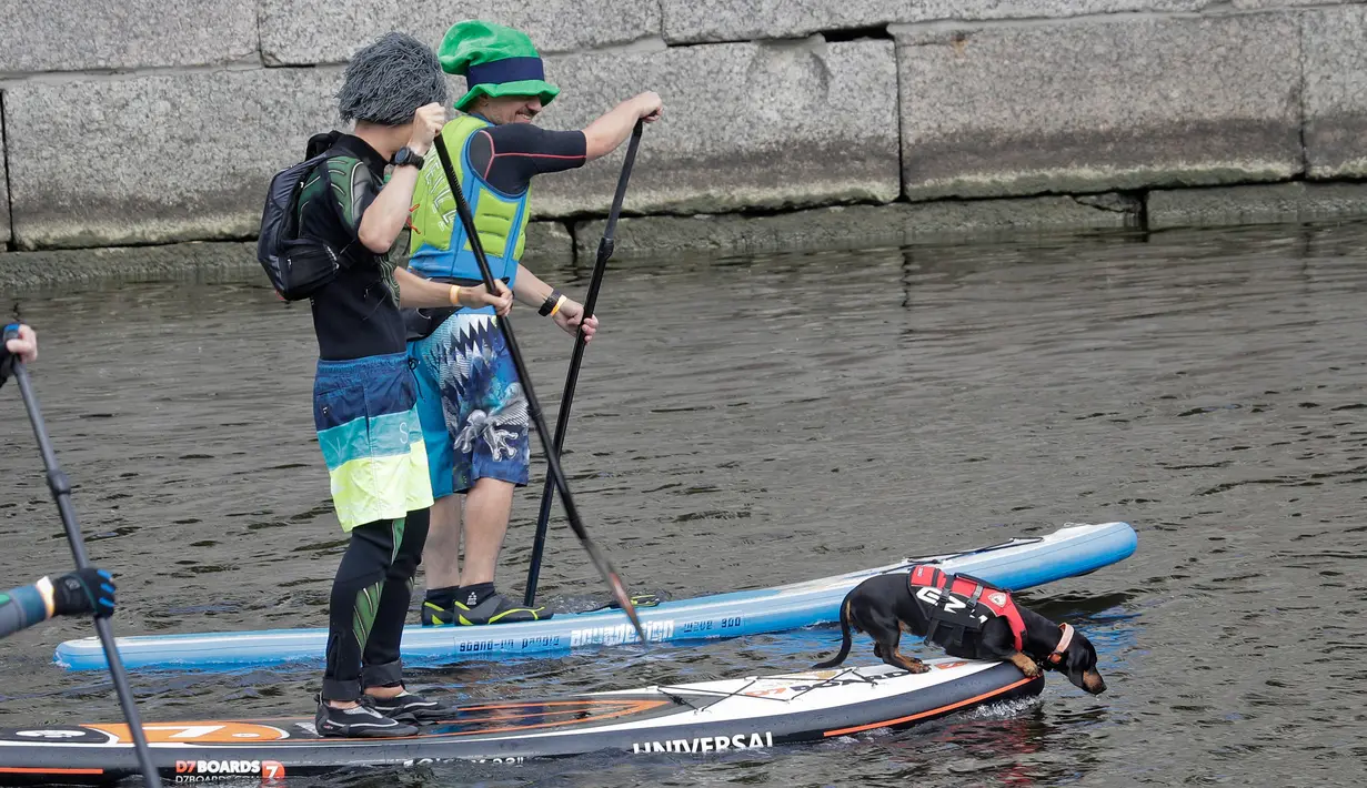 Seorang peserta membawa anjinya diatas Stand Up Paddle (SUP) saat mengikuti Surfing festival di St.Petersburg, Rusia (8/7). Paddle Board ini tidak mengandalkan angin kencang dan ombak yang dahsyat. (AP Photo / Dmitri Lovetsky)