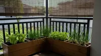 7 Inspirasi Kebun Sayur Mini untuk Teras Kecil yang Teduh, Hemat Ruang dan Mudah Dirawat