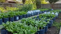 8 Tanaman Sayur yang Paling Cepat Panen di Galon Bekas, Cocok untuk Pemula