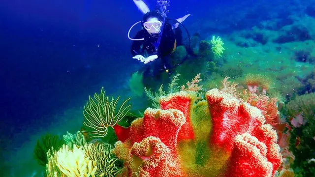Turut Bersihkan Sampah, Ini 7 Potret Prilly Latuconsina Diving di Pulau Sangiang