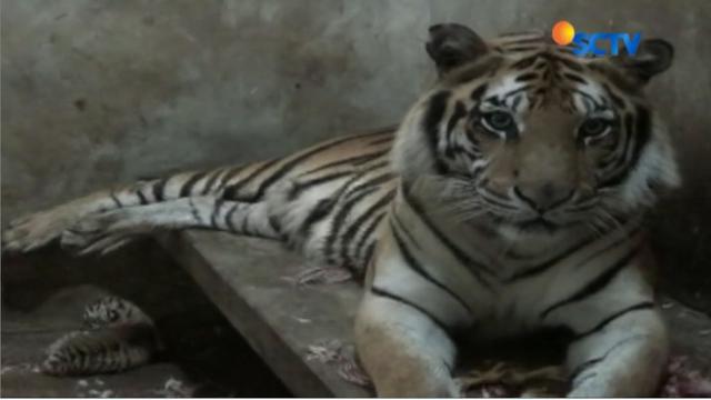 30+ Trend Terbaru Gambar Sketsa Jerapah Dimangsa Harimau ...