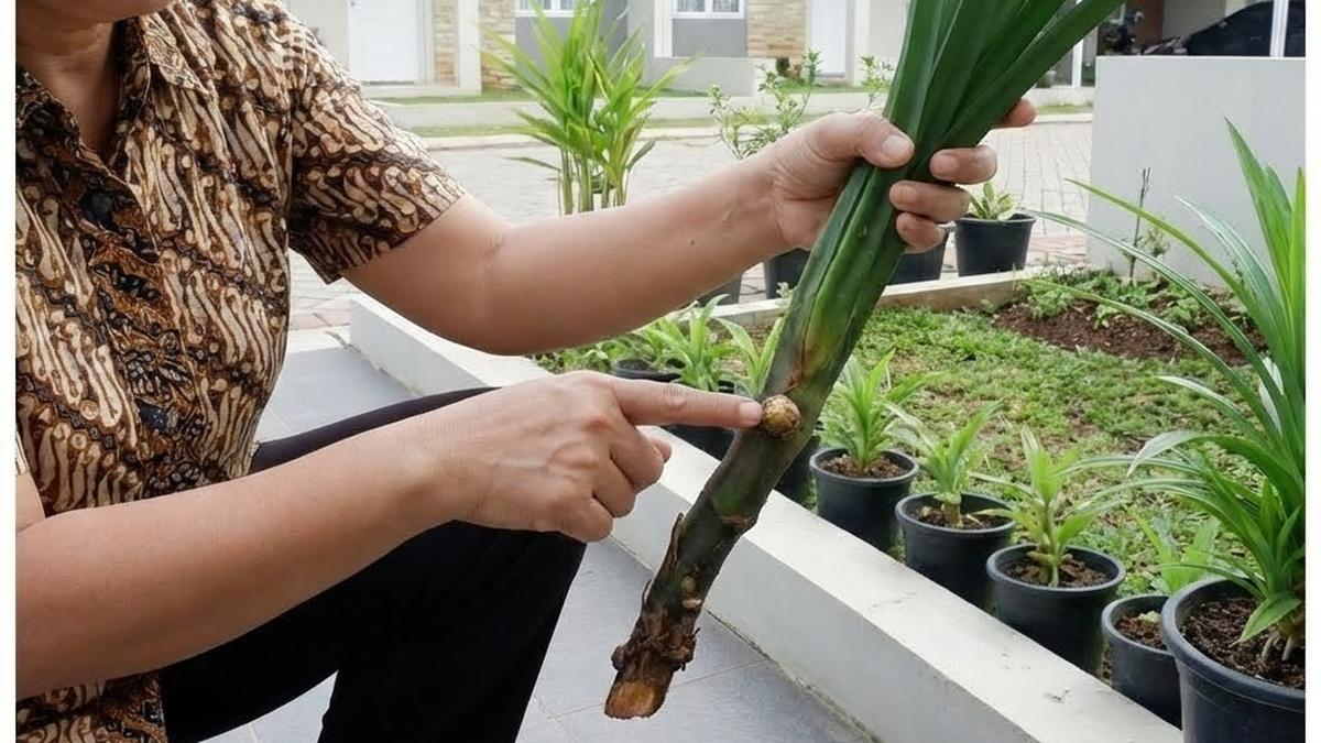 Cara Menanam Daun Pandan Tanpa Akar, Efektif dan Hemat Biaya
