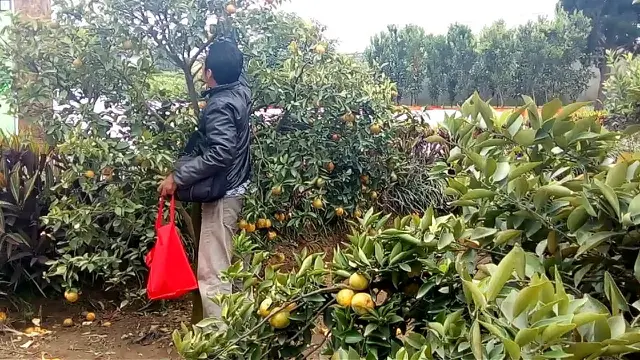 Jurus Menteri Pertanian Kurangi Impor Jeruk