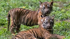 Anak-anak harimau Sumatera (Panthera tigris sumatrae) yang masih berusia sepuluh minggu saat debut mereka di Taman Safari Indonesia II Prigen, Pasuruan, Jawa Timur, Kamis (4/6/2026). (Juni KRISWANTO/AFP)