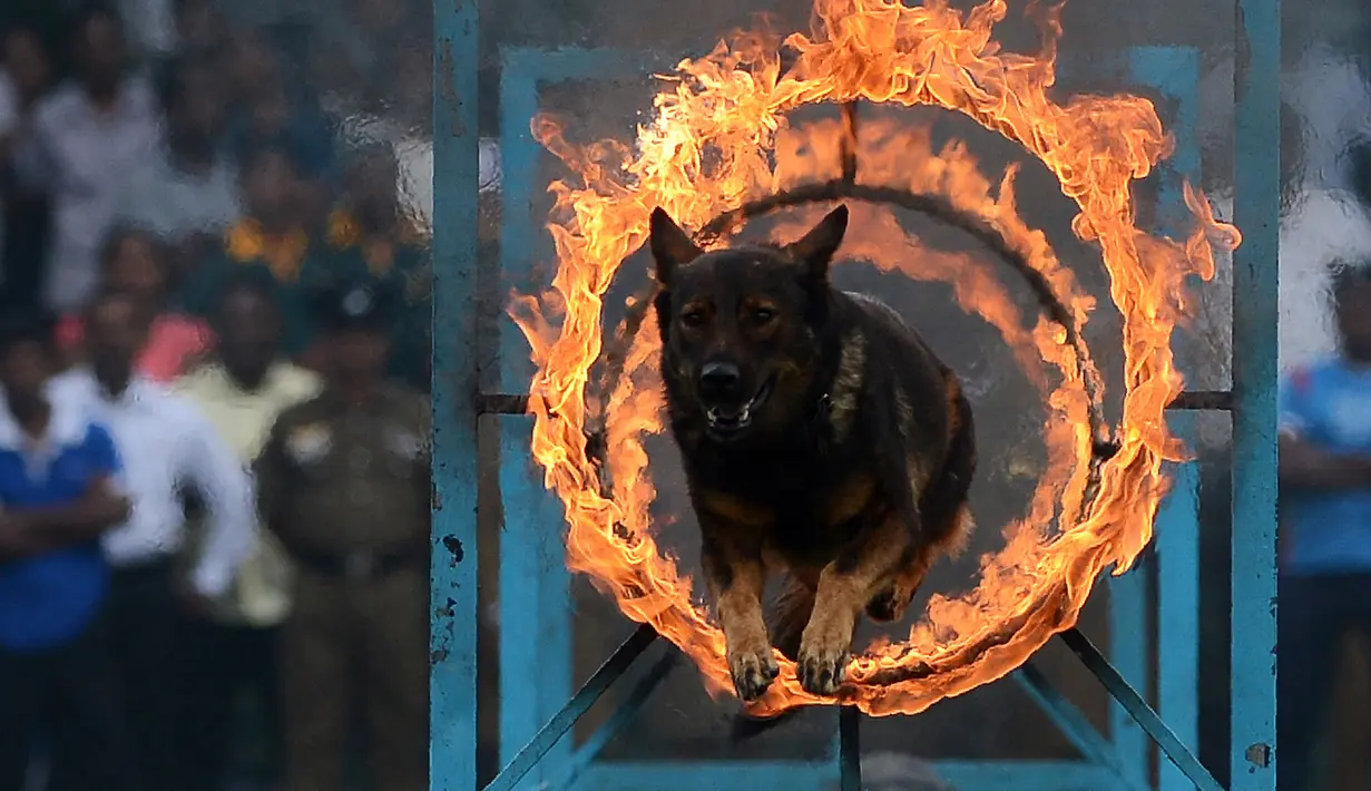 Aksi anjing polisi yang melompati lingkaran api saat demonstrasi perayaan ulang tahun polisi Sri Lanka ke-151 di Kolombo (7/9). (AFP Photo/Lakruwan Wanniarachchi)