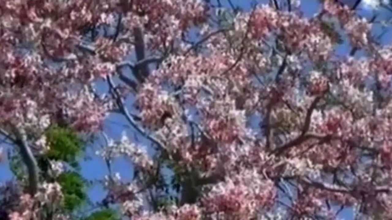 Tak Hanya di Jepang, Bunga Sakura Ini Bermekaran di Sumba
