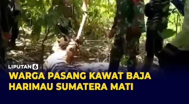 2 Ekor Harimau Sumatera Mati Terjerat Kawat Baja di Aceh Timur
