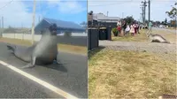 Neil, anjing laut yang viral suka berkeliaran di jalan raya menjadi tontonan penduduk sekitar. (Sumber: TikTok/nieltheseal)