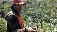 Puluhan hektar lahan tanaman palawija yang tersebar di beberapa titik desa Godok, Kecamatan Karangpawitan, Kabupaten Garut, Jawa Barat mulai terserang hama ulat. (Liputan6.com/Jayadi Supriadin)