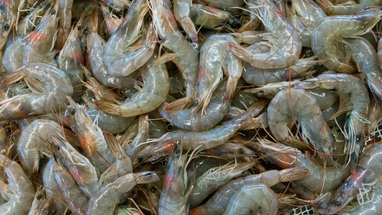 Ilustrasi udang