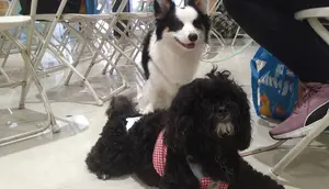 Merawat Anabul Bak Mengasuh Anak Kecil, Ini yang Dirasakan Pet Owner