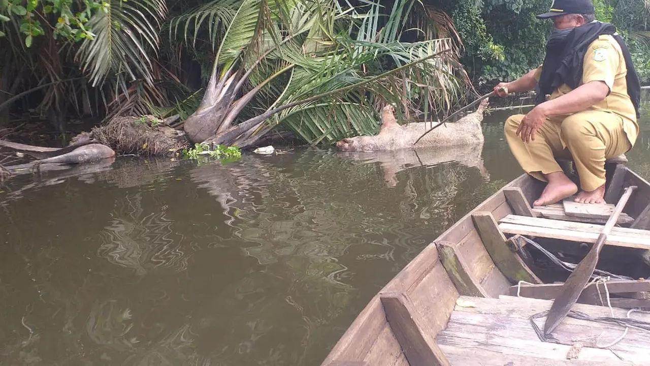 Bangkai babi di Sungai Bederah