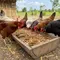 7 Cara Merawat Ayam Kampung saat Musim Kemarau agar Tidak Kekurangan Air