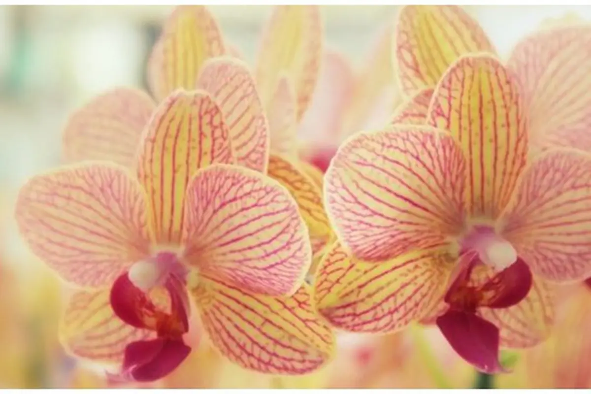 (c) pinterest