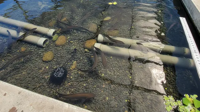 Cara Membuat Kolam Belut agar Air Tidak Cepat Bau (Foto: Gemini AI)