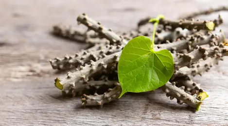 Potongan batang brotowali segar siap diolah menjadi ramuan herbal tradisional yang bermanfaat untuk kesehatan