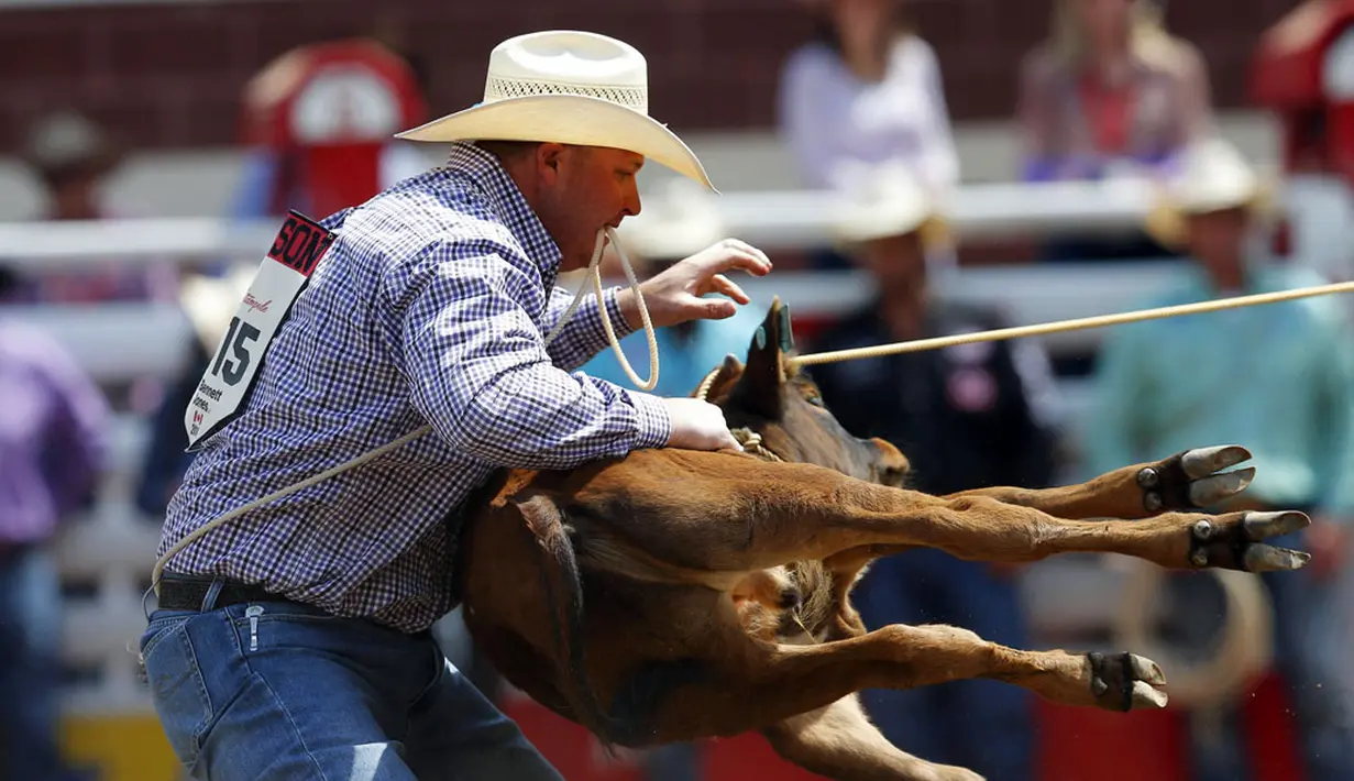 Aksi Para Koboi di Festival Rodeo Calgary Stampede - Foto Liputan6.com