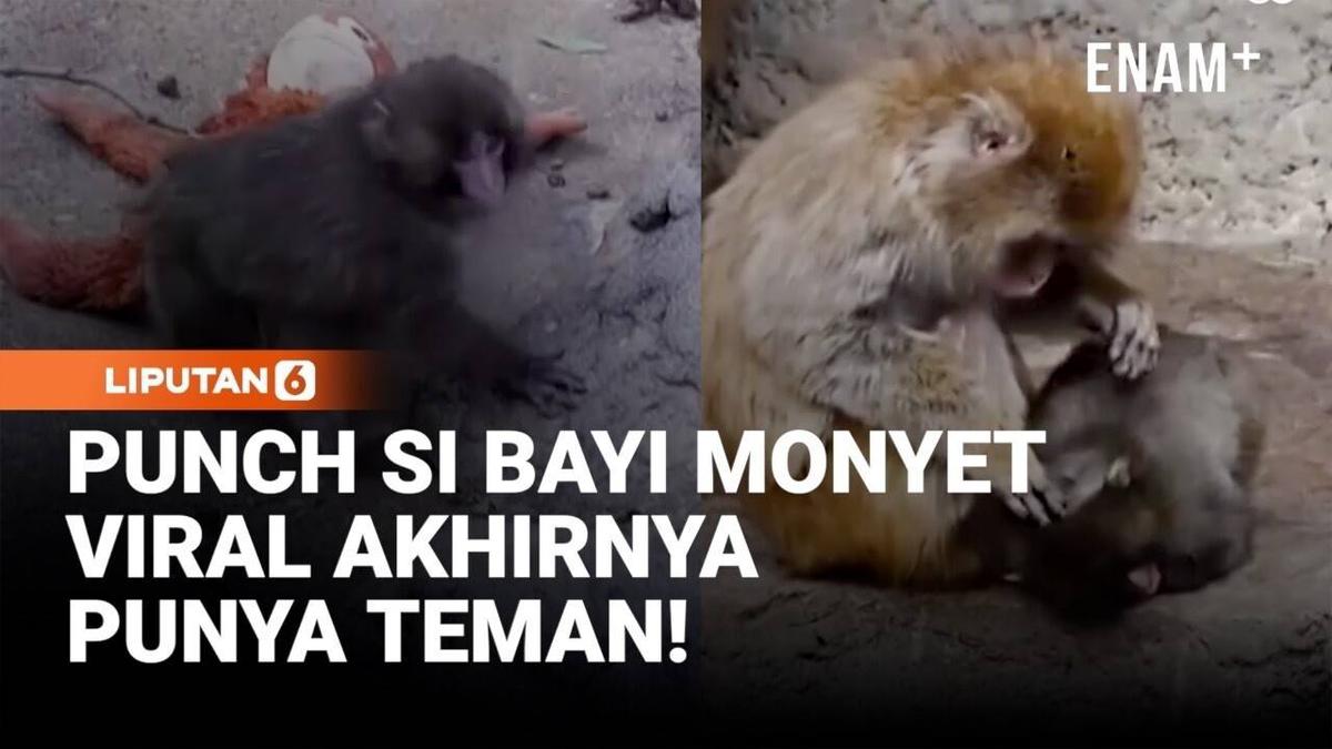 Kabar Bahagia! Punch si Bayi Monyet Viral Kini Sudah Punya Teman