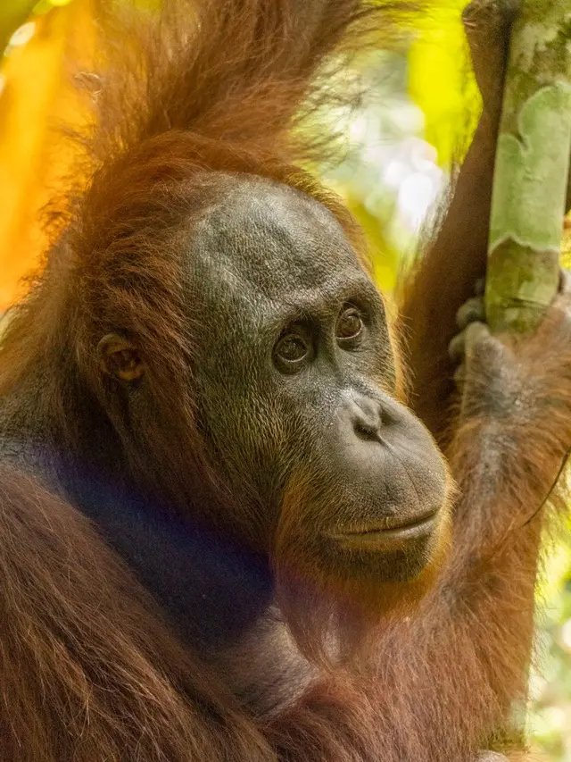 Pelepasliaran lima orangutan sitaan dari pemeliharaan illegal. (Foto: IAR Indonesia)