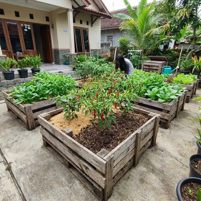 Ide Kebun Cabai Rawit dan Sayur Zero Waste Solusi Mandiri Pangan