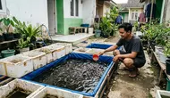 7 Kesalahan Memelihara Ikan Lele di Kolam Rumahan yang Perlu Dihindari