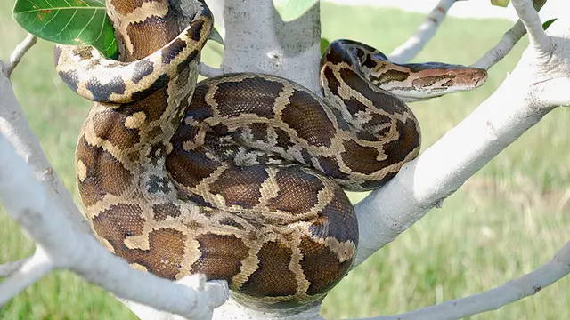 Sanca India (Python molurus) (Wikimedia Commons)