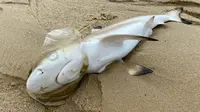 Hiu karang sirip hitam dengan kantong plastik di kepalanya ditemukan mati di Pantai Palawan. (dok. Facebook&nbsp;Tammy Lim)
