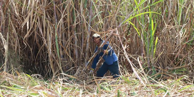 Buntut Protes Petani Tebu, Bulog Mau Rombak Manajemen Anak Usaha