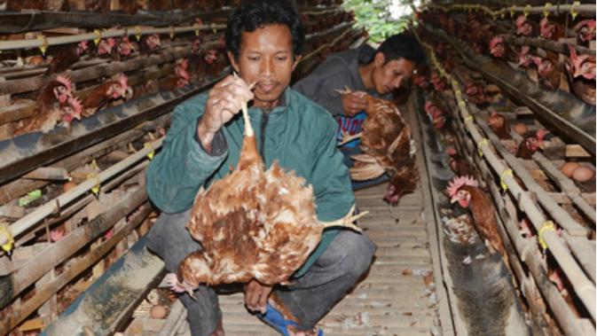 Sebagian ayam yang ditemukan mati korban dari binatang buas. (Thoha/KRjogja.com)