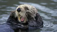 Berang-berang memiliki kebiasaan tidur sambil berpegangan tangan dengan temannya, simak videonya. Sumber: Seaotters.com.