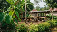 Cara Menggabungkan Ayam Kampung dengan Pohon Cabai, Ciptakan Pertanian Terpadu yang Efisien